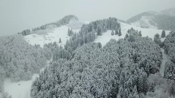 The Winter Forest Is Covered with Fresh Snow.