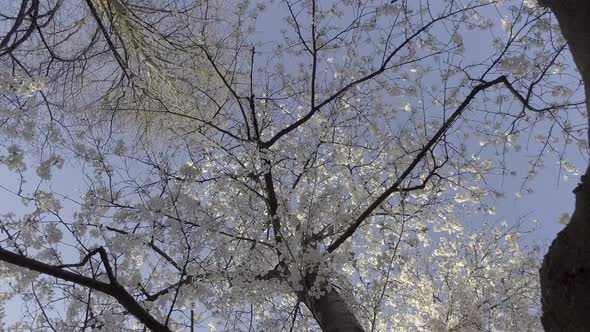 Cherry blossom flowers sprouted, in spring season (rotating shot)