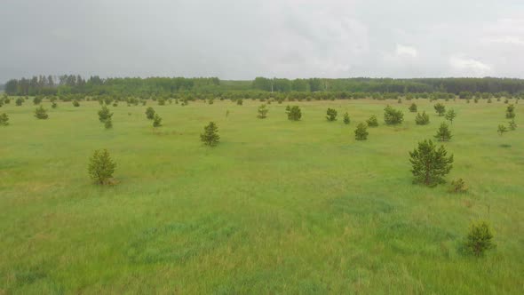 Green Open Field Near the Forest Under the Rain