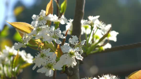 Apple Flower