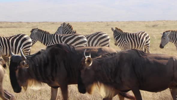 A slow motion clip of a herd wildebeest, Connochaetes taurinus or Gnu marching past Zebra, Equus Qua