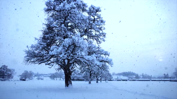 Cold Winter Snow Landscape Scenery