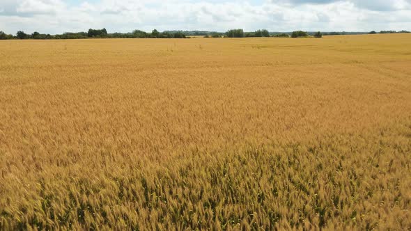 Aerial View of Golden Wheat field.Aerial Video.