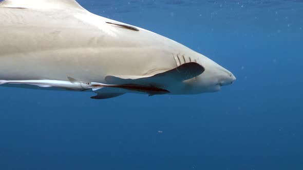 2 scary but beautiful sharks pass camera with curiosity lemons playing nicely