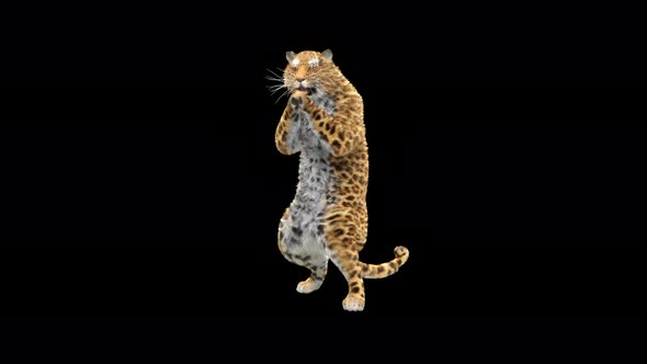 Leopard 4K