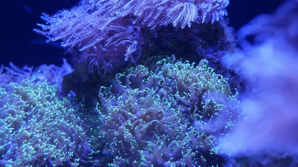 Soft Corals in Aquarium. Closeup Anthelia and Euphyllia Corals in Clean Blue Water. Marine