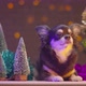 cute pretty black chihuahua lap dog sit relax with christmas tree - VideoHive Item for Sale