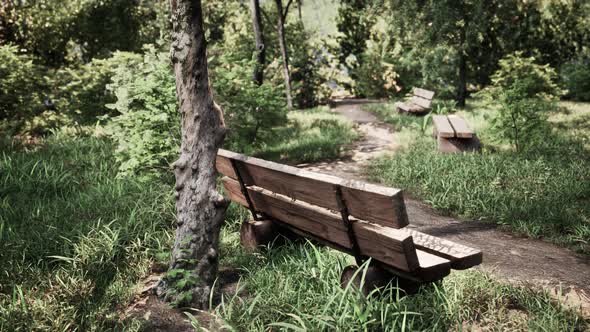 Wooden Bench in Nature By the Tree