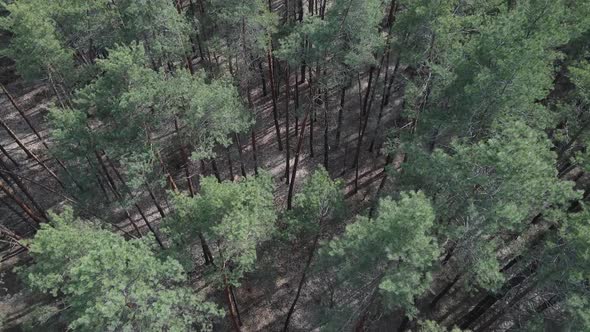 Green Pine Forest By Day Aerial View