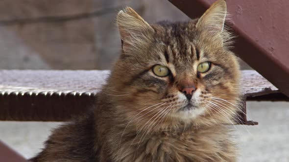 Cute Tabby Stray Cat Looking At Camera 4