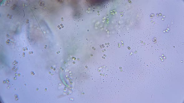 time lapse of cells and protozoa under a microscope