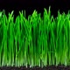 Grass and oat growing and cutting time lapse with alpha channel - VideoHive Item for Sale