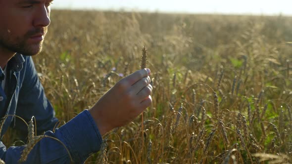 Farmer Businessman Inspects Wheat Field and Examines an Ear of Wheat at Sunrise