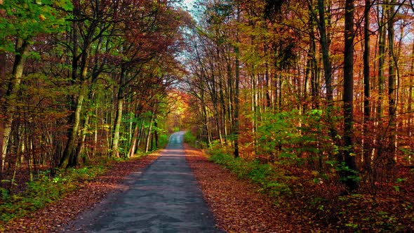 Asphalt road through autumn forest, travel to forest in autumn