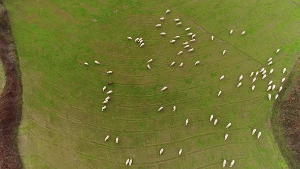 Sheeps on green pasture in village farm field countryside