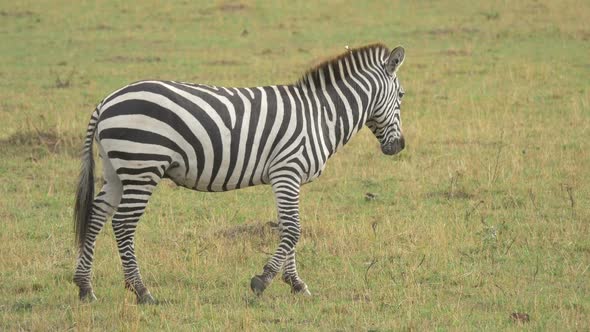 Zebra Grazing and Walking