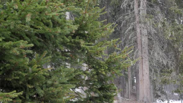 Snow falling in a forest of trees in the mountains in winter.