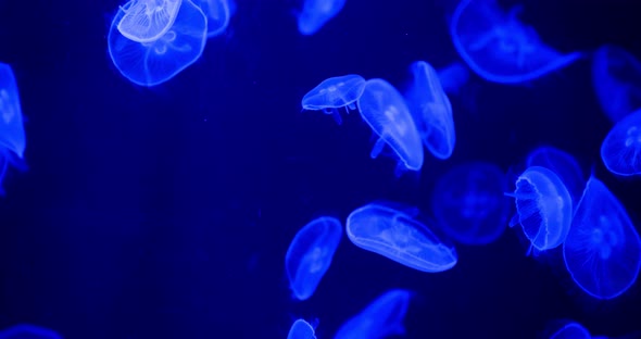 Jelly fish in water tank