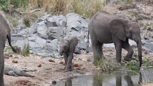 elephant calf walks past crocodile