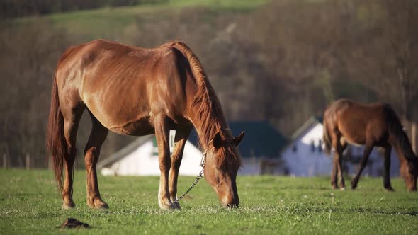 Horses are Eating Fresh Grass Against the Backdrop of Village Houses