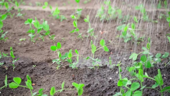 Beautiful Young Sprouts of Peas Growing in the Vegetable Garden are Watered in Slow Motion Closeup