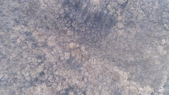 Aerial View of Winter Forest Covered with Snow