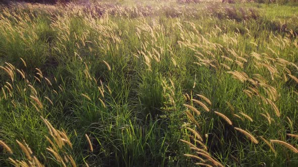 Fly over couch grass in green field