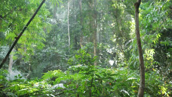 Lush Tropical Rainforest and Backpacker Lady Passing Camera