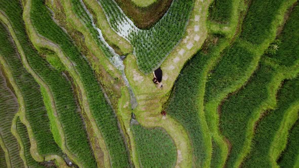 Young Woman in Black Dress Whirls in Rice Terrace