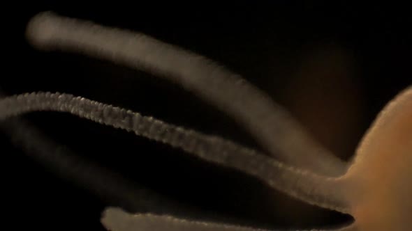 Microscopic footage of Hydra
