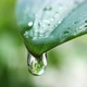 Water droplet, dripping slowly from a green leaf - VideoHive Item for Sale