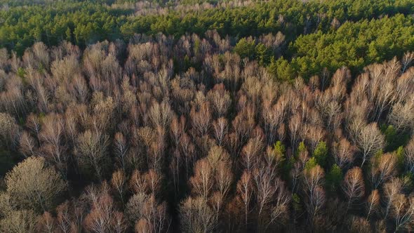 Flying Over the Tops of Bare Spring Trees of Mixed Forest