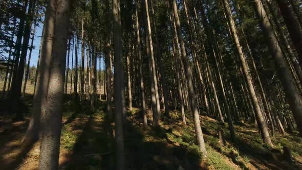 FPV Drone Flight among Trees in Mountains Forest