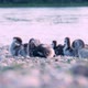 Group of Baby Egyptian Goose on the Waterside - VideoHive Item for Sale