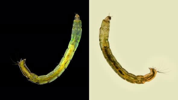 Insect Larva Chironomidae Under the Microscope, Distributed at the Bottom of Ponds, Are Indicators