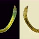 Insect Larva Chironomidae Under the Microscope, Distributed at the Bottom of Ponds, Are Indicators - VideoHive Item for Sale