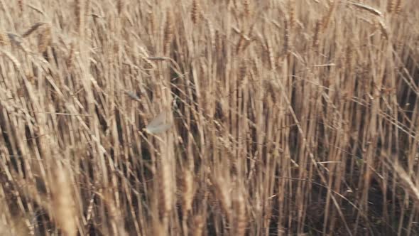 Slow motion dragonfly flying in the field of wheat