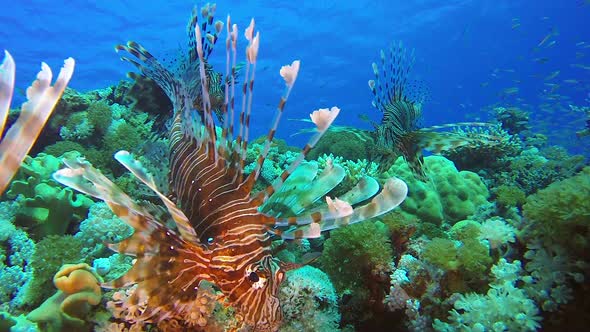 Beautiful Commen Lion-Fish