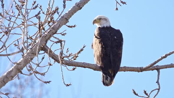 Bald Eagle on tree branch looking around from its vantage point