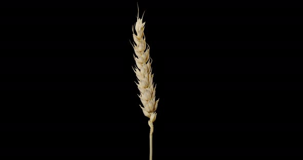 Yellow Wheat Spike Rotating Black Background