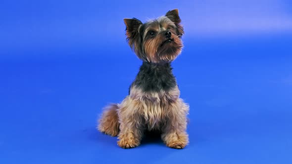 Adorable Yorkshire Terrier Sitting in the Studio on a Blue Gradient Background