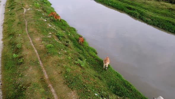 Cows grazing grass and drink water