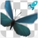Flying Butterflies - VideoHive Item for Sale