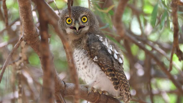Pearl-spotted owlet in a tree around the Tsodilo Hills