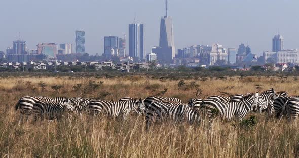 Grant's Zebra, equus burchelli boehmi, Herd at Nairobi Park in Kenya, Nairobi city in the back