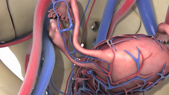 3d medical animation of female reproductive system alt