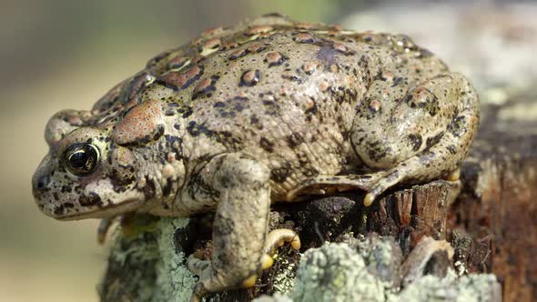 Side view of Western Toad on stump