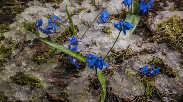 Blue Snowdrop and Snow Melts in Spring