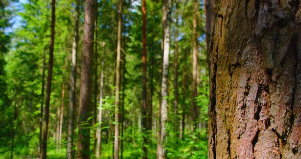 Close Tilt Down Along Trunk of Thick Deciduous Tree in Forest Soft Sunlight