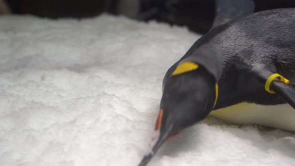 Close up of a cute King penguin lying down flat with tummy facing the floor ice and eating ice with
